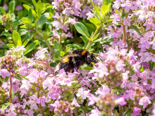 Bumblebee on pink thyme flowers, capturing nature's pollination process