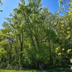 Fototapeta premium Lush, vibrant green trees beautifully spread out under a clear, expansive blue sky above Alte Eiche Hannover