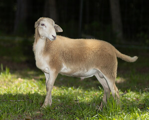 Young sheep ram in the shade on an organic farm