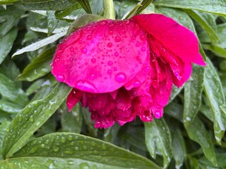 pink rose with water drops