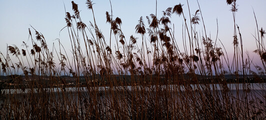 Reed dry seds - reed, dry reed, dry reed in the meadow - beautiful nature in autumn