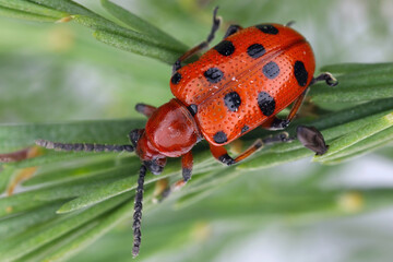 Spotted asparagus beetle (Crioceris duodecimpunctata) on asparagus. Pest of cultivated vegetables.