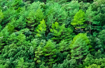 Green pine forest