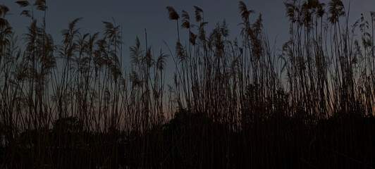 Reed dry seds - reed, dry reed, dry reed in the meadow - beautiful nature in autumn