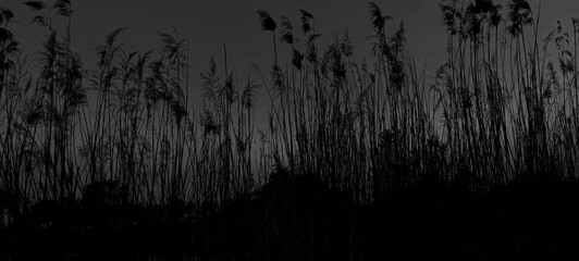 Reed dry seds - reed, dry reed, dry reed in the meadow - beautiful nature in autumn
