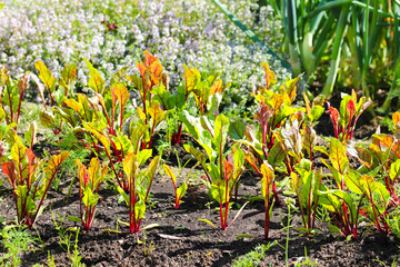 Young Beetroot Sprouts Growing in Garden with Thyme and Green Onions in Background on a Sunny Day