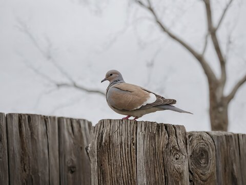Bird sits atop a fence against overcast sky