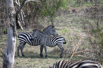 African zebra on safari – symbol of wilderness and freedom