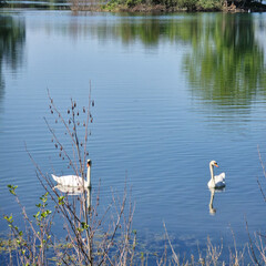 Two elegant Swans are gracefully swimming in a serene and peaceful lake surrounded by nature