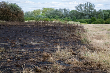 Scorched grass at Rammey Marsh, Enfield, London, after wildfires. Charred ground shows the aftermath of extreme heat and fire damage.