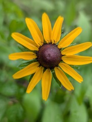 yellow flower in the garden