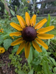 yellow flower in the garden