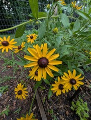 yellow flowers in the garden