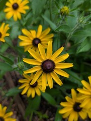 yellow flowers in the garden