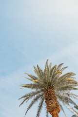 Three tall palm trees stretch into a soft blue sky with light clouds.