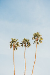 Three tall palm trees stretch into a soft blue sky with light clouds.