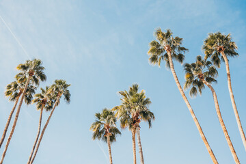 Tall palm trees under a clear blue sky on a sunny day.