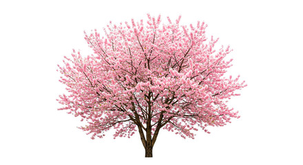 Obraz premium A stunning view of a fully bloomed cherry blossom tree with soft pink petals.