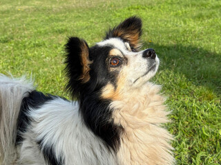 Cute dog in the grass.