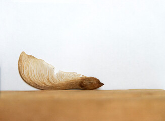 A maple seed, also known as a samara