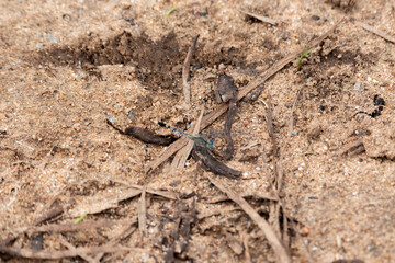 dragonfly on the rock