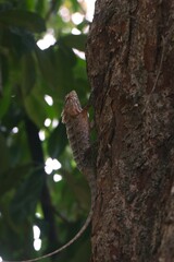 squirrel on tree