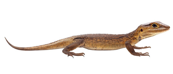 Lizard in motion natural habitat animal cutout transparent background unique perspective for seo impact