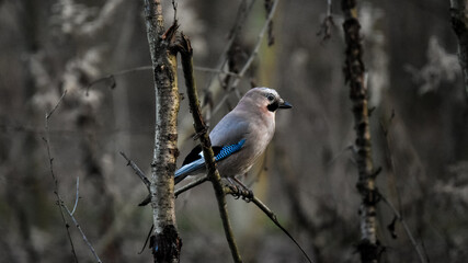 Eurasian jay (Garrulus glandarius) portrait 
