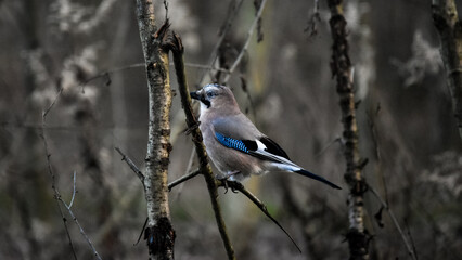 Eurasian jay (Garrulus glandarius) portrait 