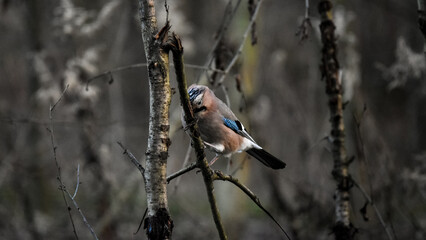 Eurasian jay (Garrulus glandarius) portrait 