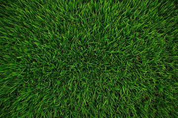 Lush Green Grass Texture: Vibrant, Natural, Overhead View