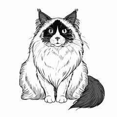 Ragdoll Cat Full Body image vector isolated on white background.