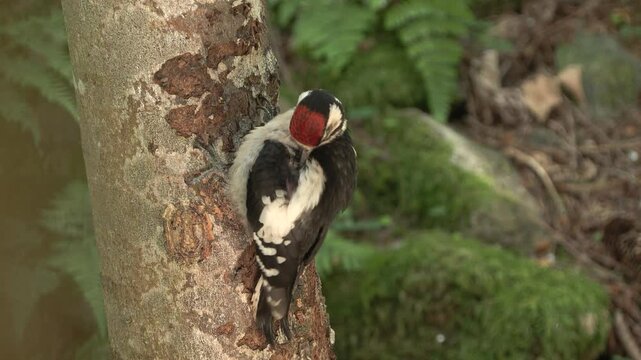 Greater spotted woodpecker(Dendrocopos major) Picchio rosso maggiore	