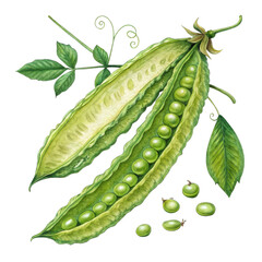 Watercolor Pea Pod Illustration, Open and Closed, Isolated on Transparent Background, Botanical, Fresh Produce, peas, vegetable, watercolor