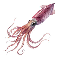 Watercolor Squid Illustration, Isolated on Transparent Background, Ocean Animal, Marine Life, Cephalopod, Squid, Underwater, Watercolor