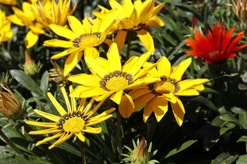 plantas e flores 