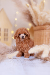Fluffy apricot poodle puppy with curly coat positioned among beige pampas grass, wicker decor, warm...