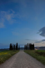 Sunset over the upper, second Val d'Orcia cypress group on a rapeseed-planted small hill next to...