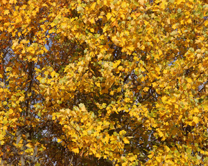 Glory of yellow autumn leves in the sun rays