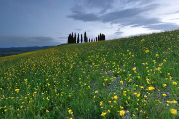 Sunset over the upper, second Val d'Orcia cypress group on a rapeseed-planted small hill next to...