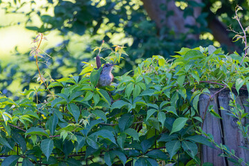 The Carolina wren (Thryothorus ludovicianus) on the yard..  This wren is the state bird of South Carolina.
