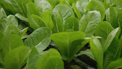 Organic vegetables and gardening, plant growth, creating green spaces in the home area