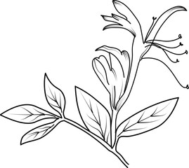 Vector sketch of honeysuckle flowers. Vector illustration of a Beautiful calla flower with a bouquet of yellow calla flowers and leaves. vintage floral vector illustration, detailed flower coloring pa