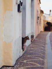 Stray Cat on Doorstep Along a Narrow Cobblestone Street in Golfo Aranci, Sardinia. Vertical View of...