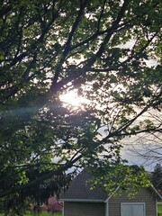 sunset through a tree