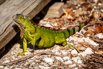 Green Iguana