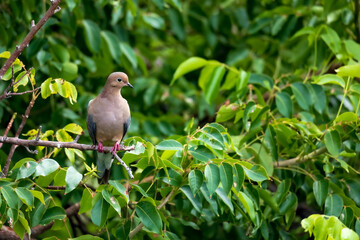 Mourning Dove