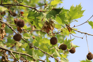 Anthracnose on London Plane trees. A fungal disease caused by Apiognomonia veneta plant pathogen. A tree in the park with symptoms of disease.