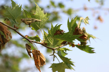Anthracnose on London Plane trees. A fungal disease caused by Apiognomonia veneta plant pathogen. A tree in the park with symptoms of disease.