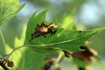 Anthracnose on London Plane trees. A fungal disease caused by Apiognomonia veneta plant pathogen. A tree in the park with symptoms of disease.